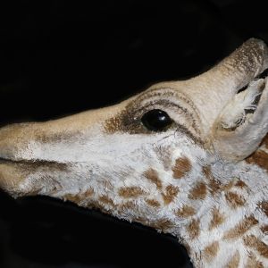 Profile; head of the giraffe