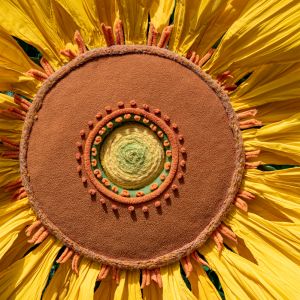 Yellow sunflower in closeup